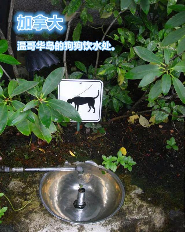 國外為狗狗建設專用設施，鏟屎官犬證不白辦，在細節處體現文明