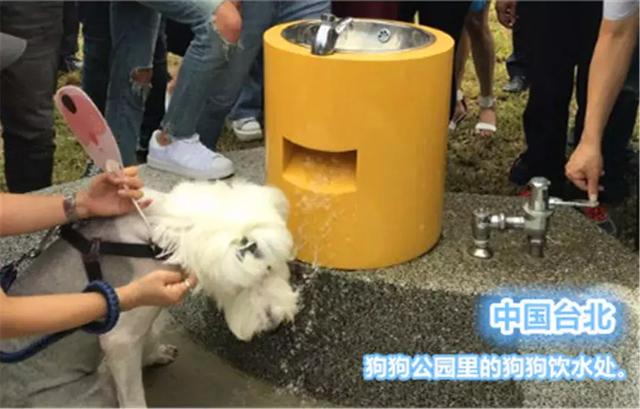 國外為狗狗建設專用設施，鏟屎官犬證不白辦，在細節處體現文明