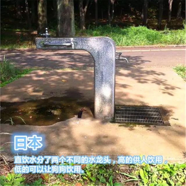 國外為狗狗建設專用設施，鏟屎官犬證不白辦，在細節處體現文明