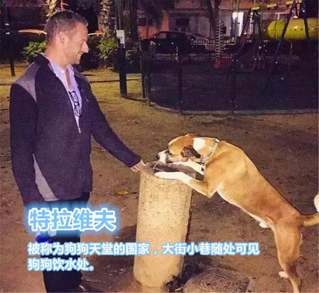 國外為狗狗建設專用設施，鏟屎官犬證不白辦，在細節處體現文明