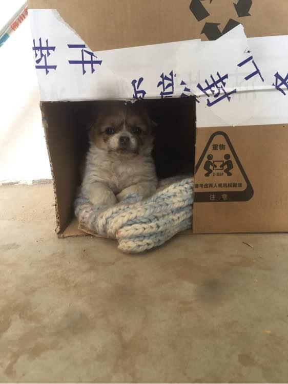 流浪狗在寒風裡快凍僵了，想去店裡取暖卻被嫌棄，接下來撞大運了