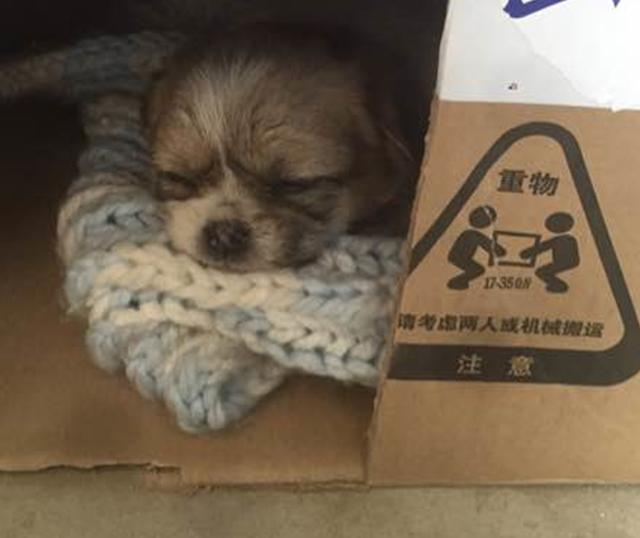 流浪狗在寒風裡快凍僵了，想去店裡取暖卻被嫌棄，接下來撞大運了