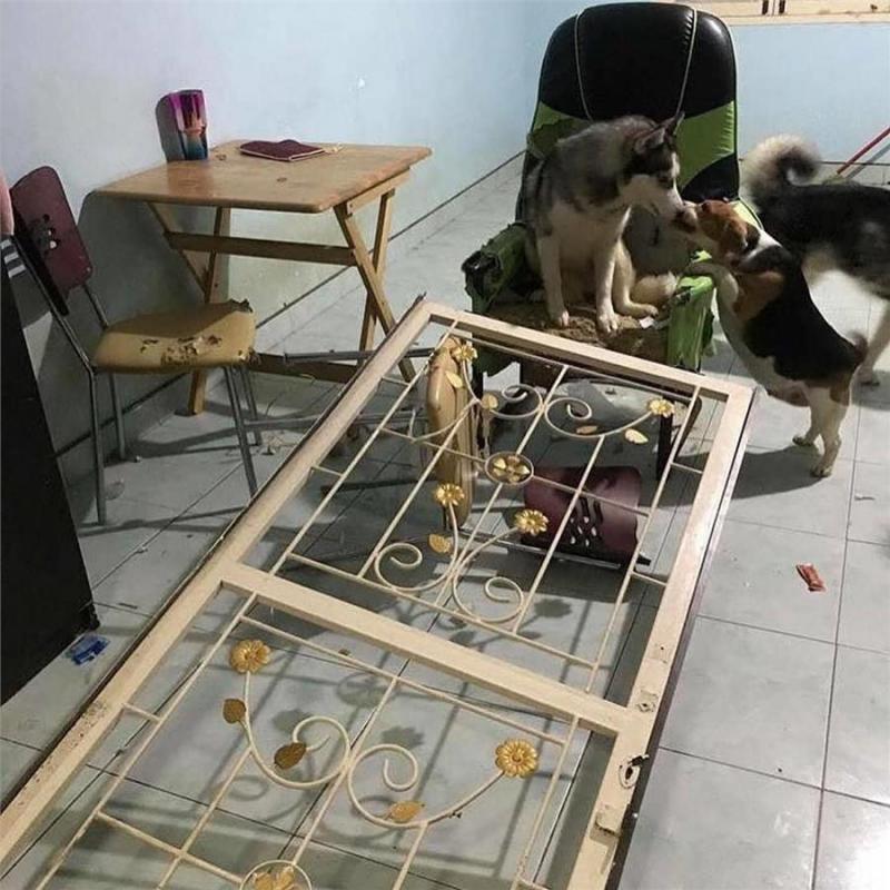寵主打開房門全家被拆光光！二哈一臉超得意：所有傢俱都應該換新的了！