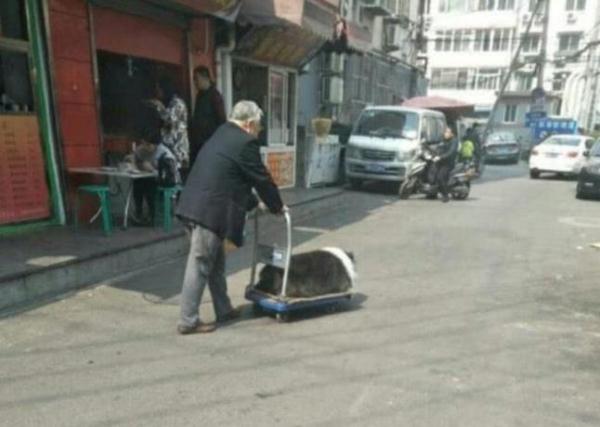 狗狗陪伴主人一輩子，如今年老走路不便，主人做法令人感動