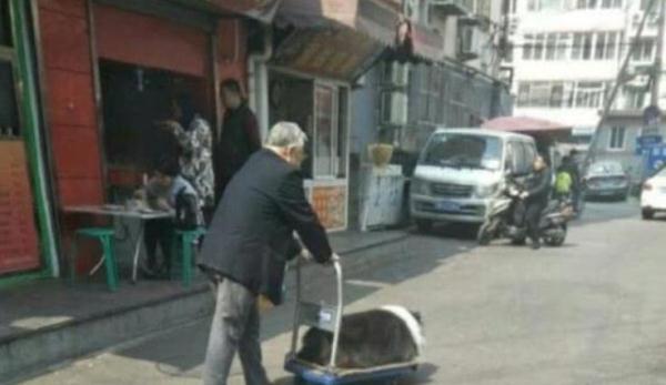 狗狗陪伴主人一輩子，如今年老走路不便，主人做法令人感動