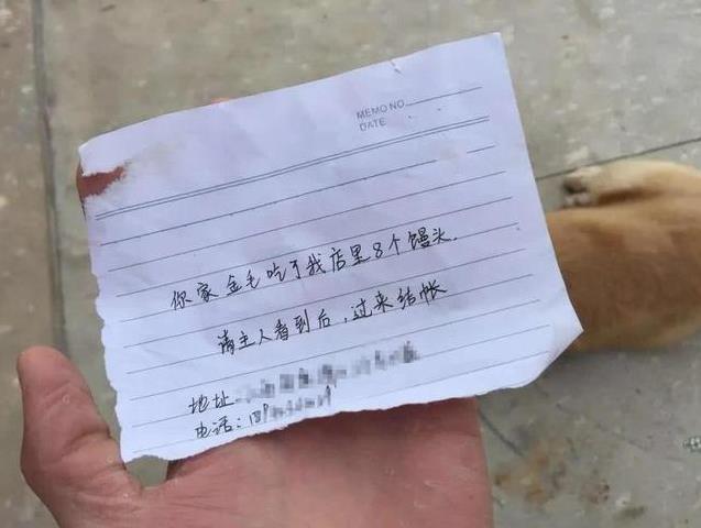 金毛生氣離家出走，一夜未歸急瘋主人，回家時頭上貼紙條，主人看到內容後笑噴！