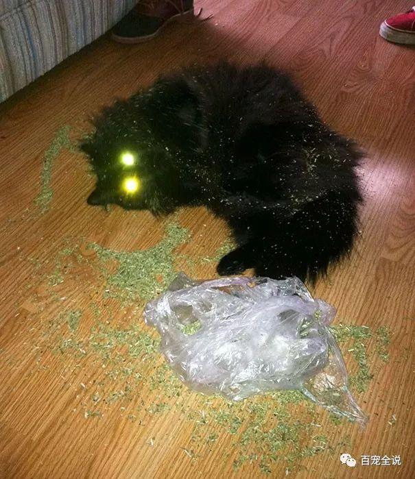 貓咪在吃了貓薄荷後，很有可能分分鐘爽歪，不信給你看這40隻貓