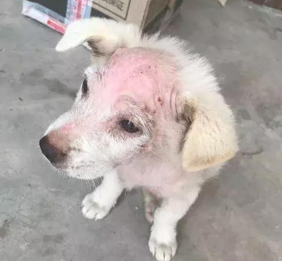 可憐流浪狗，頭部患病扔討好人們，但仍是被人踹了出去！
