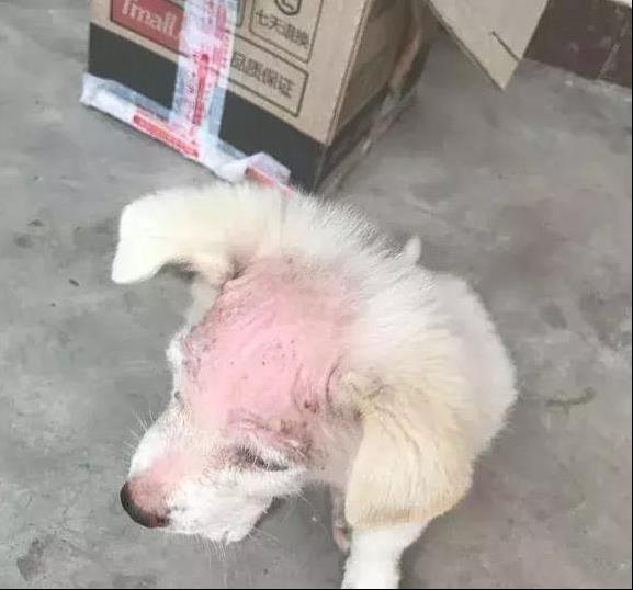 可憐流浪狗，頭部患病扔討好人們，但仍是被人踹了出去！
