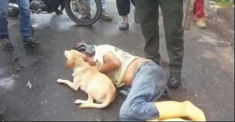主人暈倒在路邊，狗狗急忙向路人求助，見路人不幫忙，狗狗做出下跪動作，讓人感動！