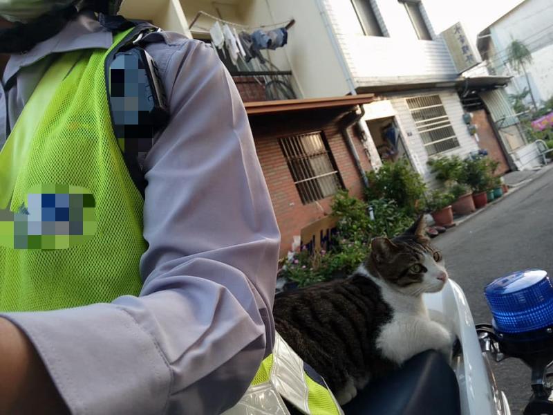 後座「被自來貓霸佔」好崩潰...警察叔叔也沒轍：怎麼辦～牠還打哈欠！ 