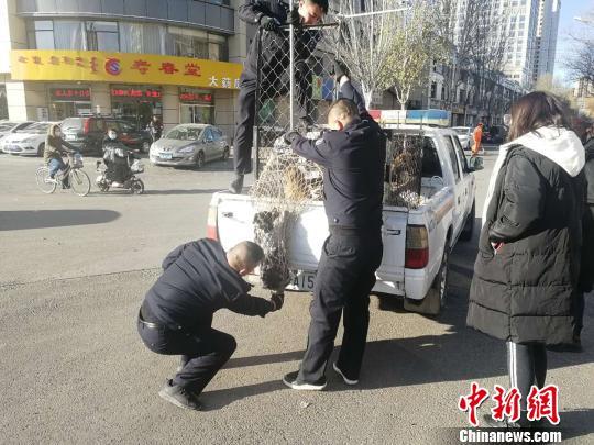 小狗路邊蹲80天疑等待車禍身亡女主人 已被領養