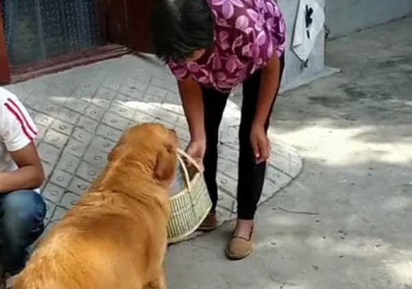 主人託付金毛把石榴送給鄰居，金金回家後，主人看到籃子中多出的食物：還會順手牽羊了！