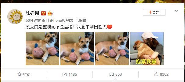 大爺帶中華田園犬辦證被拒，陳喬恩發文：感受的是靈魂而不是品種
