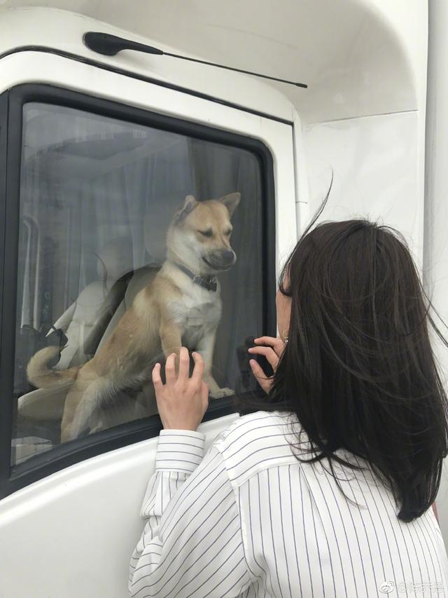 擼狗女神陳喬恩曬出自家田園犬，意外戳中杭州愛狗人士的淚點