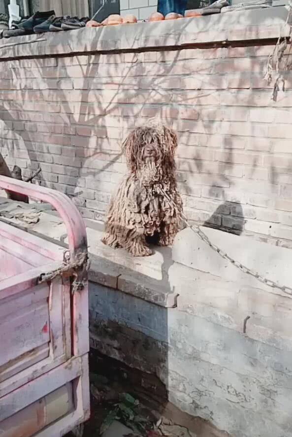 泰迪被長期綁著，無人打理，髒得像褶皺拖把一樣
