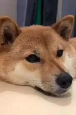 這些常見的東西竟給狗狗帶來這麼大傷害