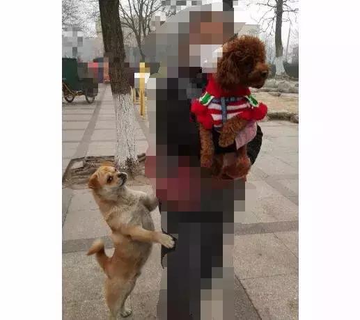 就因為這個，很多狗狗慘遭丟棄……