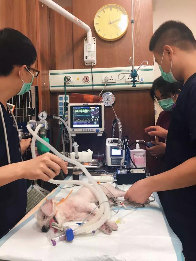 就因為這個，很多狗狗慘遭丟棄……