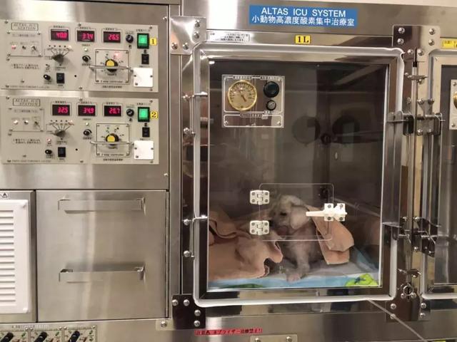 就因為這個，很多狗狗慘遭丟棄……