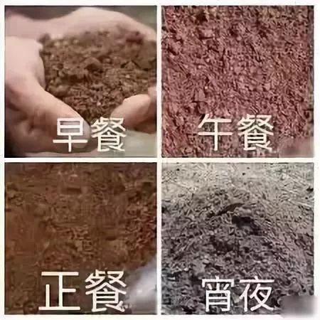 你永遠不知道有錢人會怎麼養狗