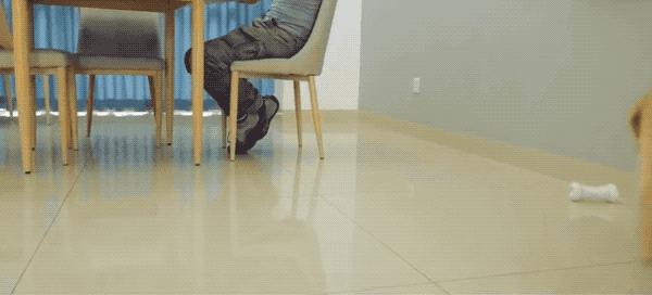 你永遠不知道有錢人會怎麼養狗