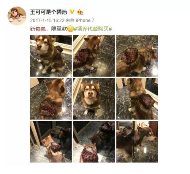 你永遠不知道有錢人會怎麼養狗