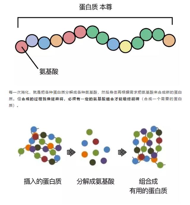 教你看懂狗狗糧上的營養表