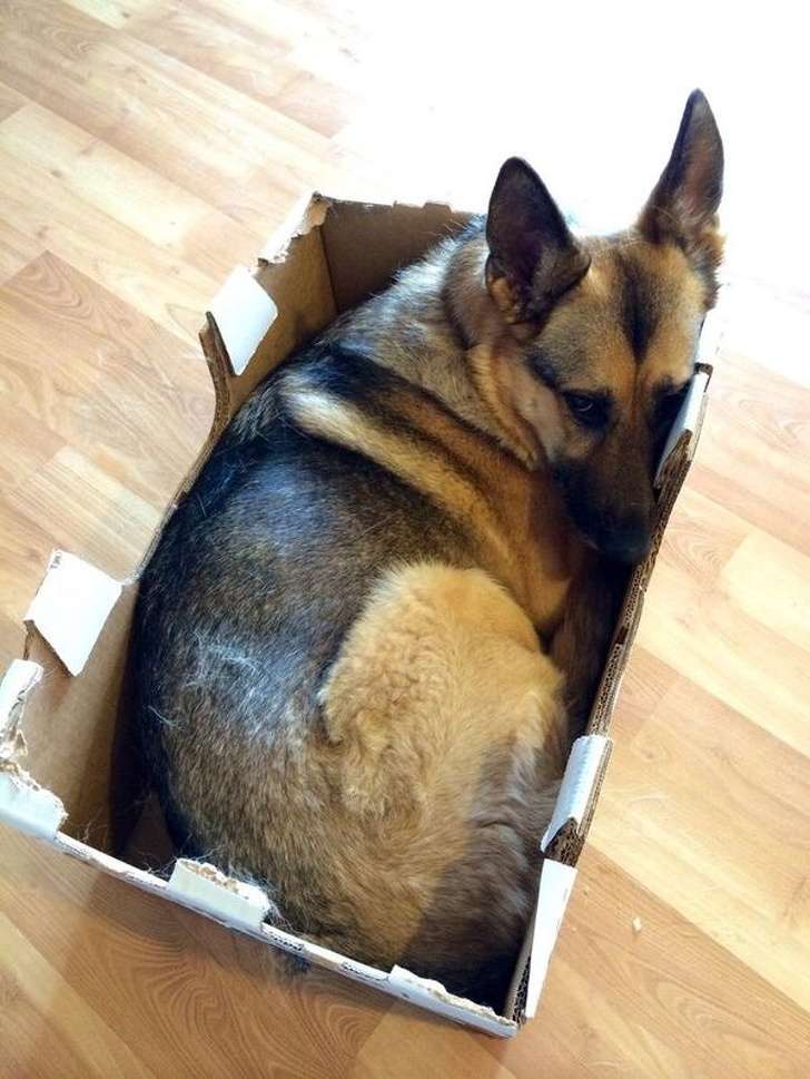 20個證明「普通人不適合養德國牧羊犬」的原因！