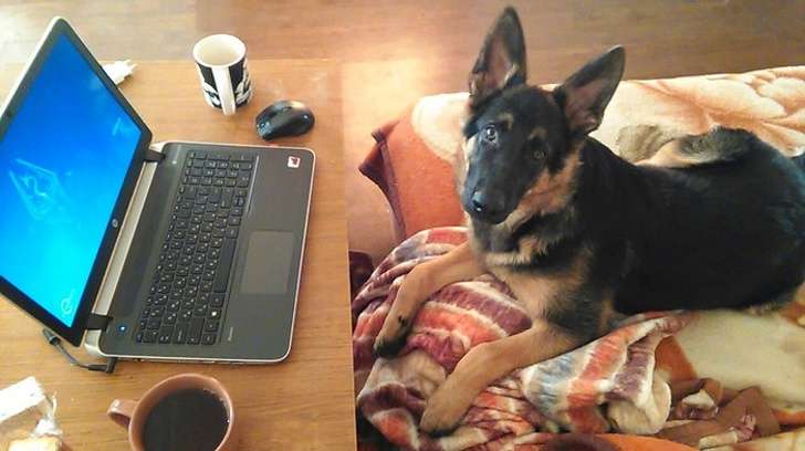 20個證明「普通人不適合養德國牧羊犬」的原因！
