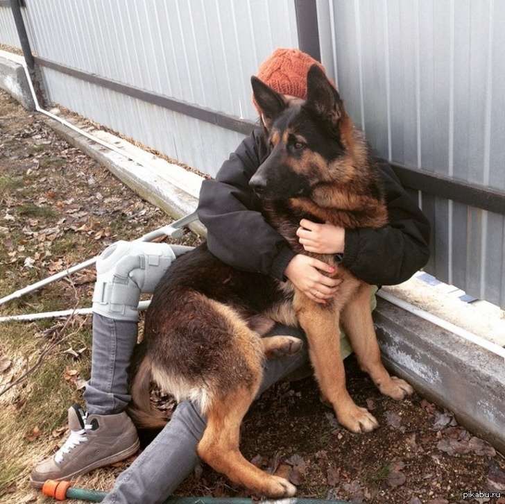 20個證明「普通人不適合養德國牧羊犬」的原因！