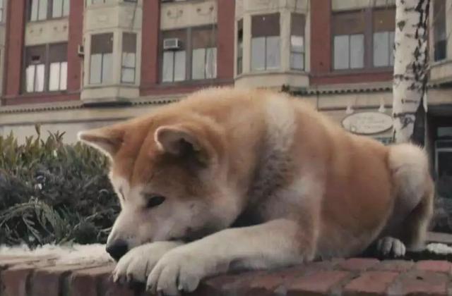 忠犬在路中央等待80天，可主人早已離開人間，狗狗：餘生等你