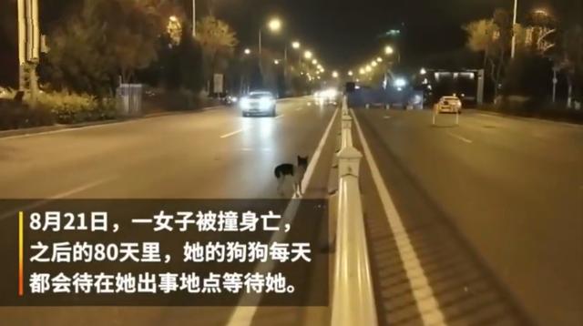 忠犬在路中央等待80天，可主人早已離開人間，狗狗：餘生等你