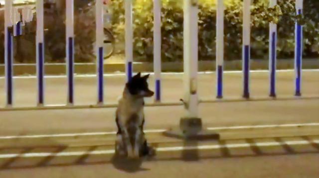 忠犬在路中央等待80天，可主人早已離開人間，狗狗：餘生等你
