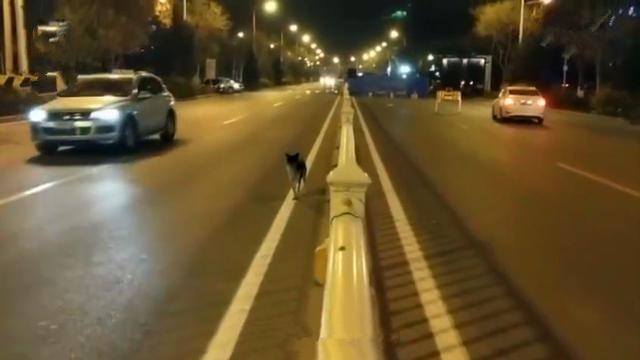 忠犬在路中央等待80天，可主人早已離開人間，狗狗：餘生等你