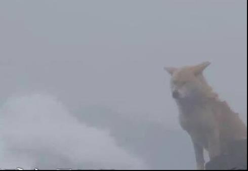 狗狗任憑風吹雨打，每天堅持守候在海邊，這一切背後都是為等老主人！