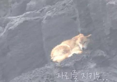 狗狗任憑風吹雨打，每天堅持守候在海邊，這一切背後都是為等老主人！