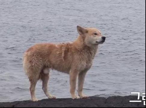 狗狗任憑風吹雨打，每天堅持守候在海邊，這一切背後都是為等老主人！