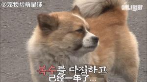 為了復仇，小狗苦等一年多，終於找到機會，結局卻又慘又好笑