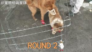 為了復仇，小狗苦等一年多，終於找到機會，結局卻又慘又好笑