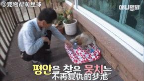 為了復仇，小狗苦等一年多，終於找到機會，結局卻又慘又好笑