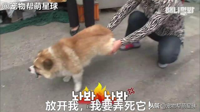 為了復仇，小狗苦等一年多，終於找到機會，結局卻又慘又好笑
