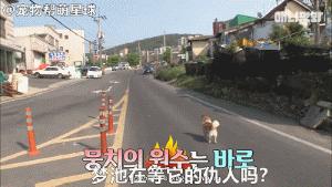 為了復仇，小狗苦等一年多，終於找到機會，結局卻又慘又好笑