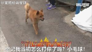 為了復仇，小狗苦等一年多，終於找到機會，結局卻又慘又好笑