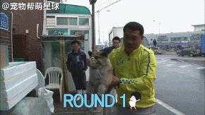 為了復仇，小狗苦等一年多，終於找到機會，結局卻又慘又好笑