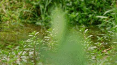 世界上最小的一種貓。網友：想養的怕是飄了，這可是牢底坐穿貓