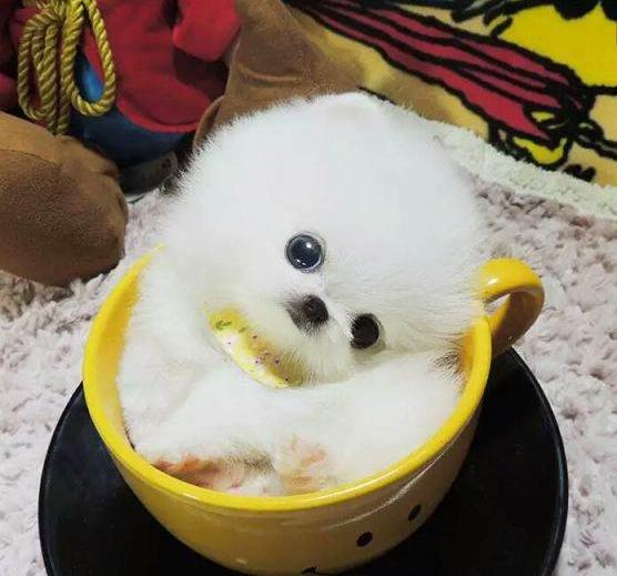 最燒錢的狗！越小越貴，每月花費至少一兩萬，還很容易夭折
