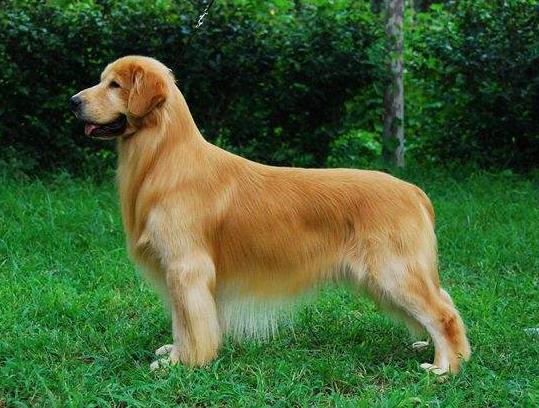 速度最快的一種獵犬。骨瘦如柴卻稱霸四方