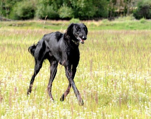 速度最快的一種獵犬。骨瘦如柴卻稱霸四方