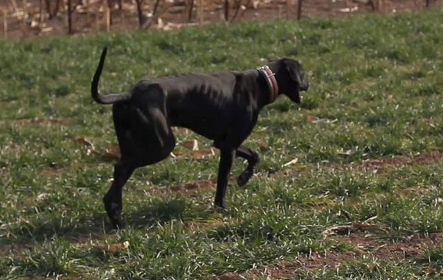 速度最快的一種獵犬。骨瘦如柴卻稱霸四方